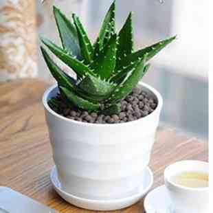 芦荟叶化妆品功效(芦荟叶的用法)插图1 芦荟叶化妆品功效(芦荟叶的用法)插图1