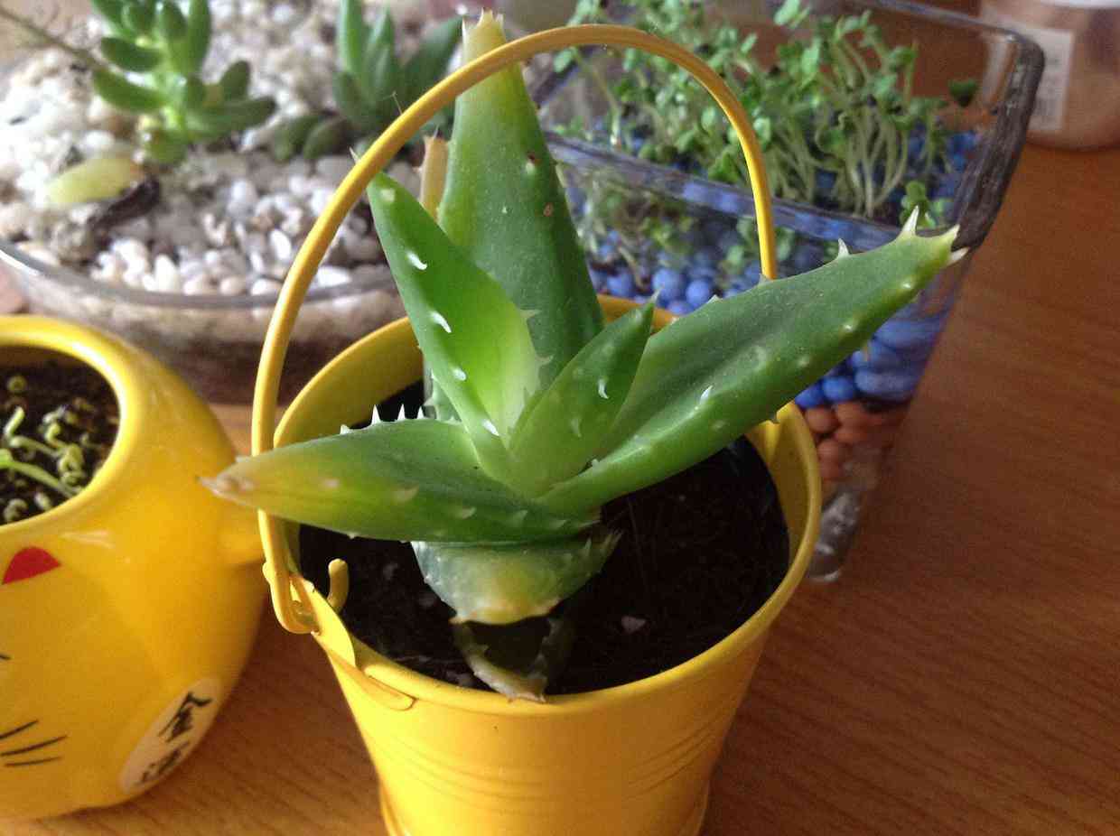 芦荟叶化妆品功效(芦荟叶的用法)插图2 芦荟叶化妆品功效(芦荟叶的用法)插图2