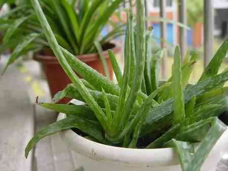 芦荟叶化妆品功效(芦荟叶的用法)插图3 芦荟叶化妆品功效(芦荟叶的用法)插图3