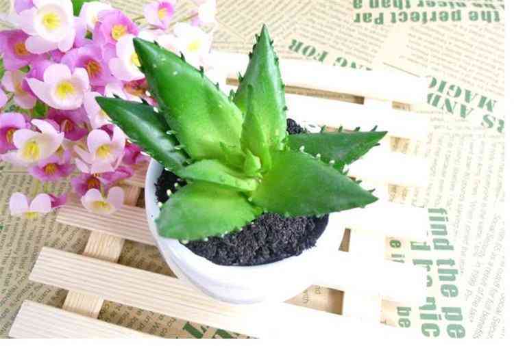 芦荟叶化妆品功效(芦荟叶的用法)插图4 芦荟叶化妆品功效(芦荟叶的用法)插图4