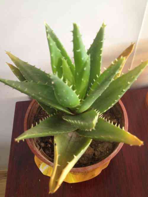 芦荟叶化妆品功效(芦荟叶的用法)插图5 芦荟叶化妆品功效(芦荟叶的用法)插图5