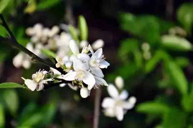 化妆品店摆什么花(女装店适合摆什么花)插图1