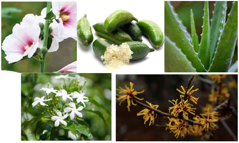 DrG是什么化妆品(drg化妆品中文叫什么)插图33