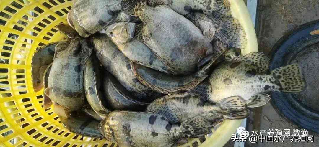 吴江地区回收黄金价格今日(吴江地区回收黄金价格今日表)插图4 吴江地区回收黄金价格今日(吴江地区回收黄金价格今日表)插图4