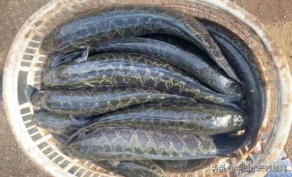 吴江地区回收黄金价格今日(吴江地区回收黄金价格今日表)插图5 吴江地区回收黄金价格今日(吴江地区回收黄金价格今日表)插图5