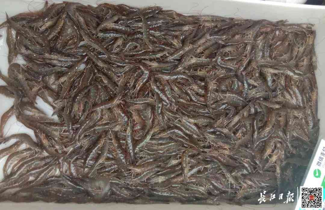 武汉金价今日金价查询(武汉金价今日金价查询表)