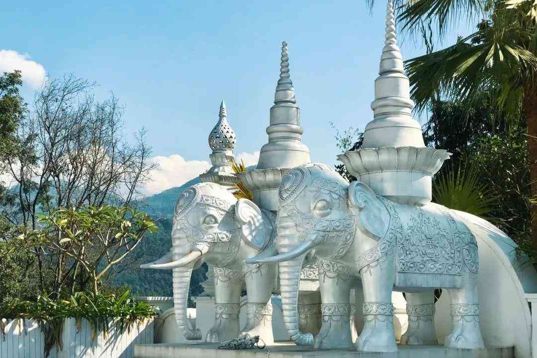 婴猴幼崽今日黄金价格(小婴猴价格)