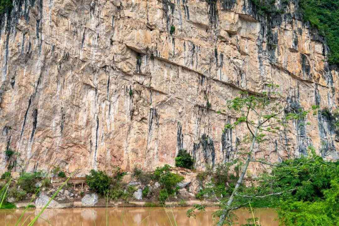 婴猴幼崽今日黄金价格(小婴猴价格)插图15