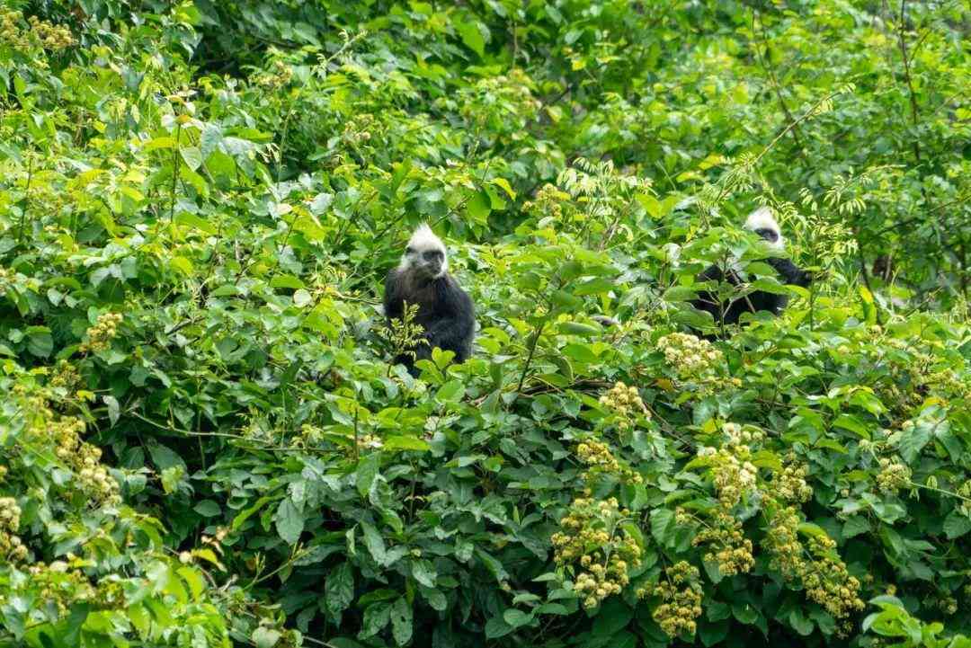 婴猴幼崽今日黄金价格(小婴猴价格)插图20