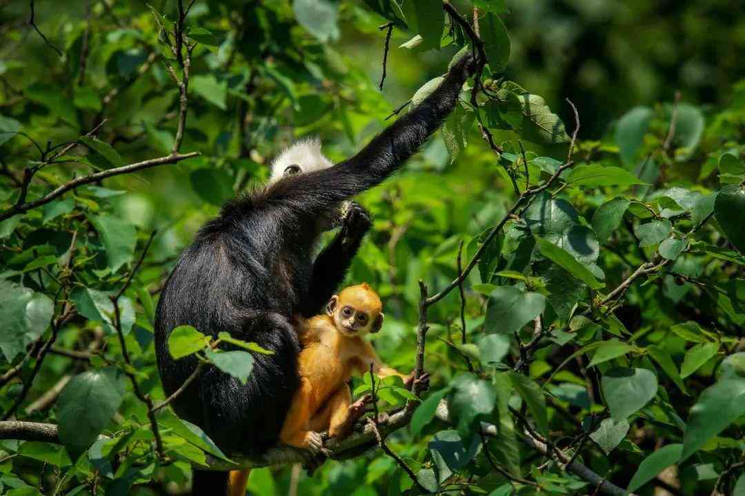 婴猴幼崽今日黄金价格(小婴猴价格)插图22
