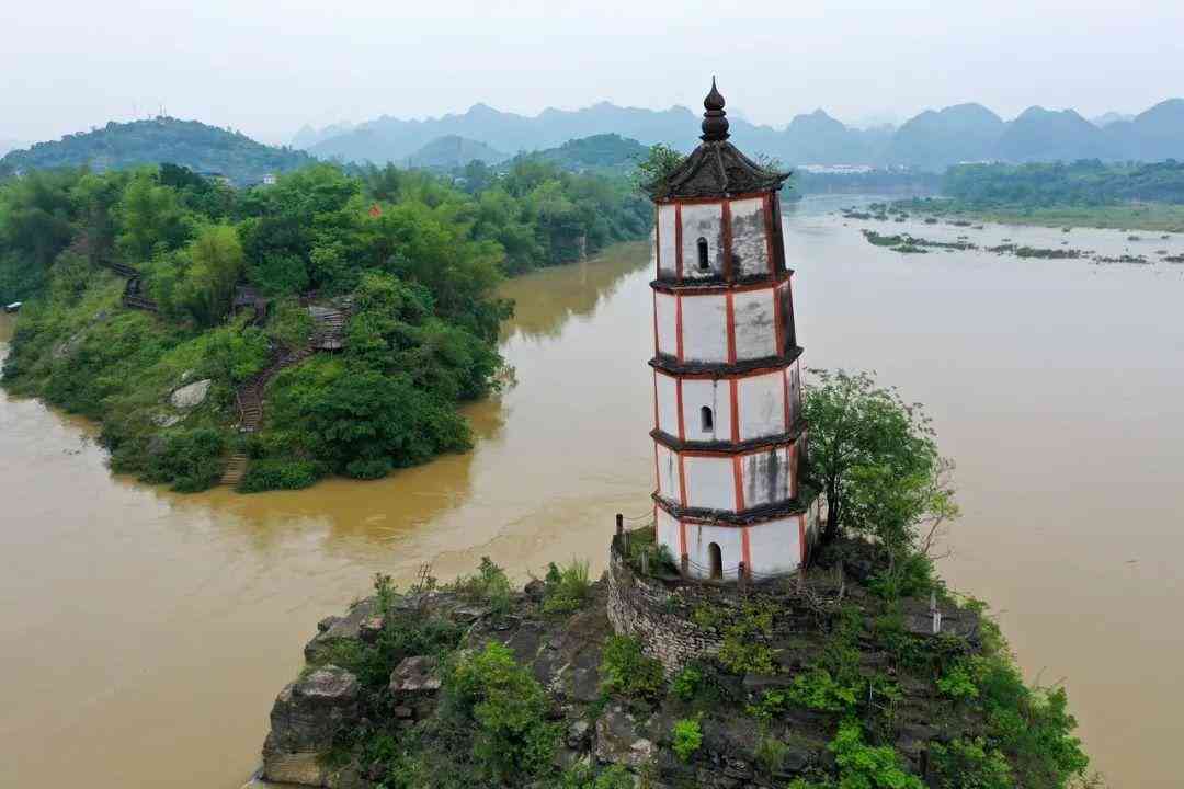 婴猴幼崽今日黄金价格(小婴猴价格)插图23