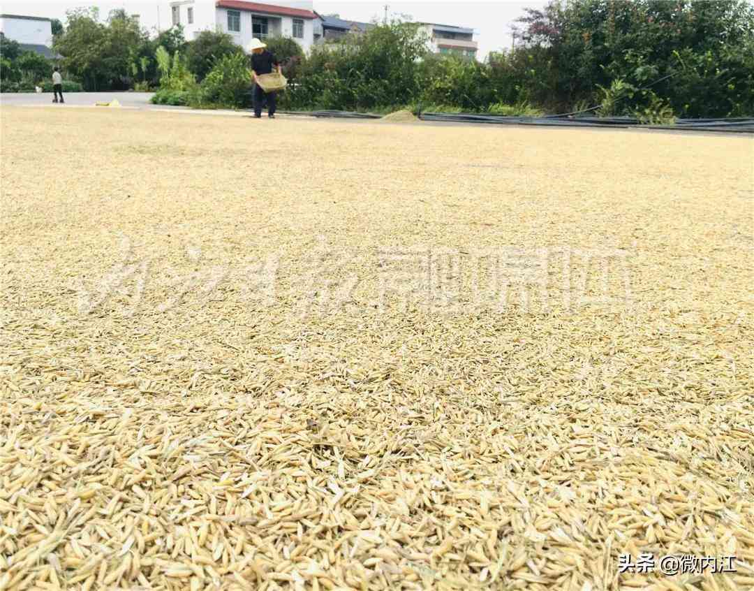 隆昌今日黄金价格查询(隆昌今日黄金价格查询消息)插图7 隆昌今日黄金价格查询(隆昌今日黄金价格查询消息)插图7