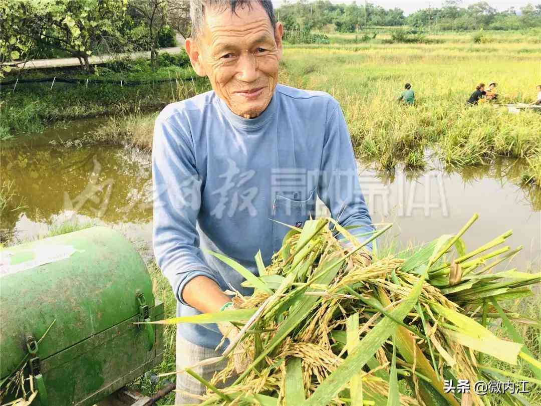 隆昌今日黄金价格查询(隆昌今日黄金价格查询消息)插图8 隆昌今日黄金价格查询(隆昌今日黄金价格查询消息)插图8