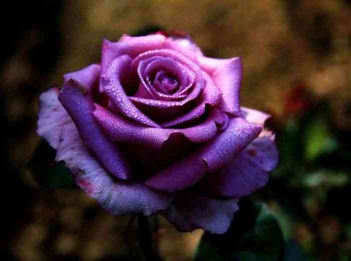 新鲜桃花怎么做化妆品(新鲜桃花怎么做化妆品视频)