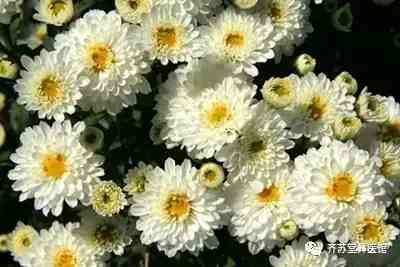 小白菊化妆品功效(小白菊化妆品功效怎么样)