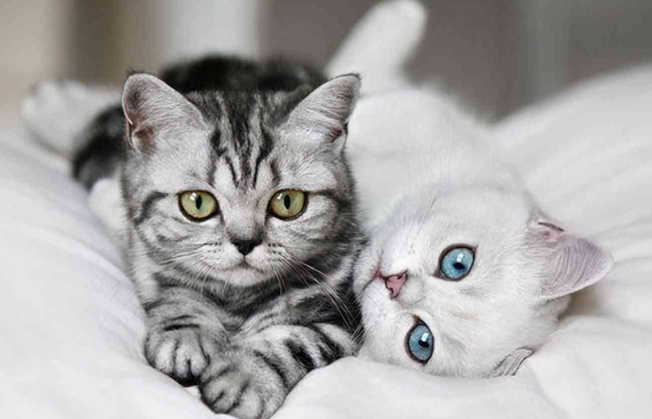 聪明猫化妆品好不好(聪明猫化妆品好不好用呀)