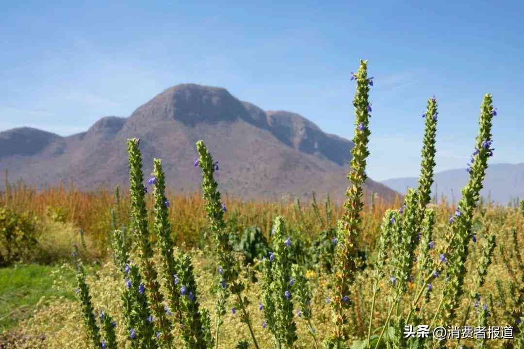 雅姿牌子化妆品好用不贵(雅姿牌子化妆品好用不贵的有哪些)