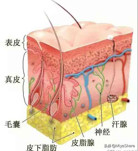 化妆品只能到表皮层(化妆品只能到表皮层用吗)