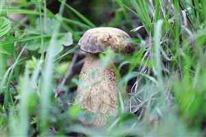 潮州兴记金店金价查询今日(潮州金价一克)