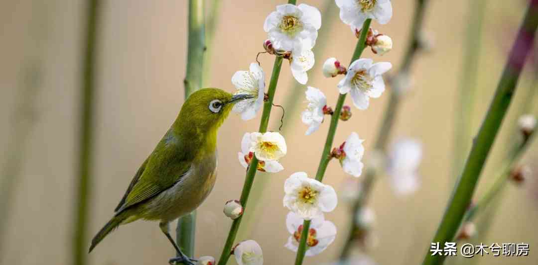 西安雁塔黄金价格查询今日(西安今日黄金价格表中国黄金)
