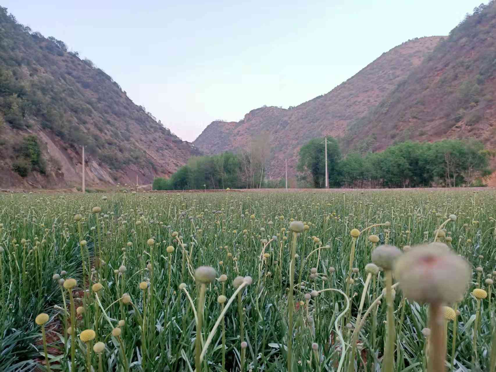 黄金价格今日查询黑山(黑龙江黄金今日价格)