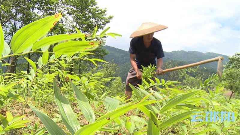 邵东黄金价格今日查询(邵东黄金价格走势)