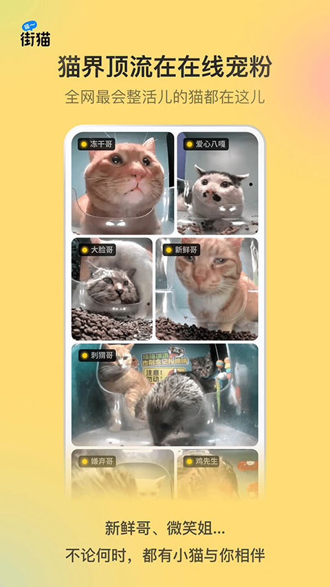 哈啰街猫