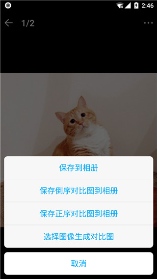 猫咪成长记