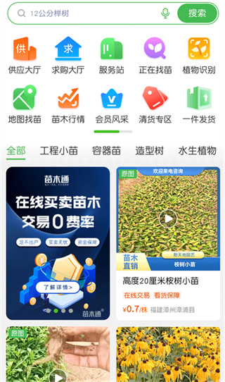 苗木通