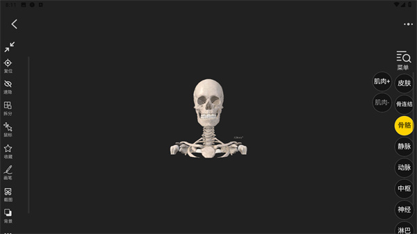 3DBody解剖